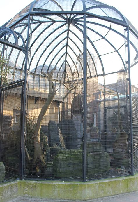 Big Bird Cage Outdoor, Bird Aviary Ideas Outdoor, Aviary Ideas Outdoor, Quail Aviary, Outdoor Bird Aviary, Bird Cage Outdoor, Parrot Habitat, Outdoor Aviary, Aviary Ideas