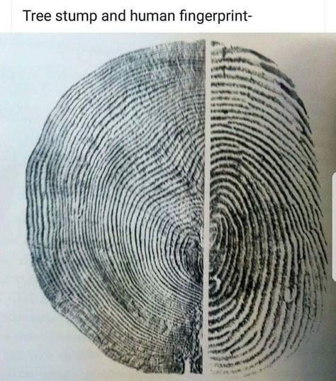 Tree vs fingerprint Human Finger, Tree Rings, Tree Stump, Human Connection, Human Nature, Tattoo Idea, Birds Eye, Fingerprint, Nature Art