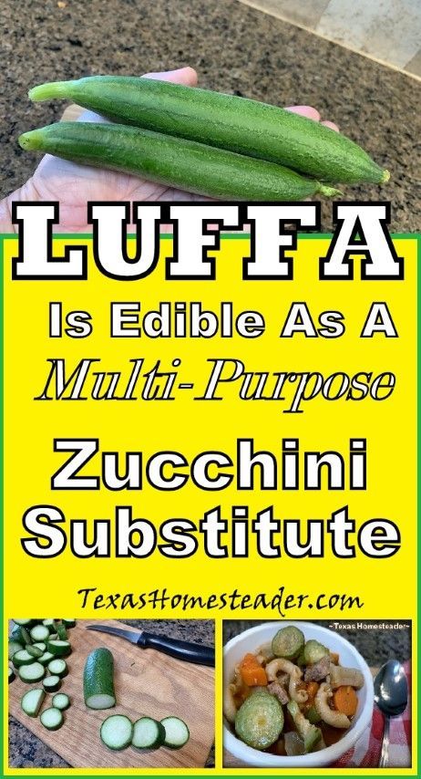 Young luffa can be eaten like zucchini making it a multi-use plant in the garden. ~ Texas Homesteader ~ Homemade Christmas Gift Baskets, Homesteading Inspiration, Pasta And Veggies, Zucchini Plants, Texas Garden, Squash Bugs, Zucchini Soup, Pumpkin Squash, Country Recipes