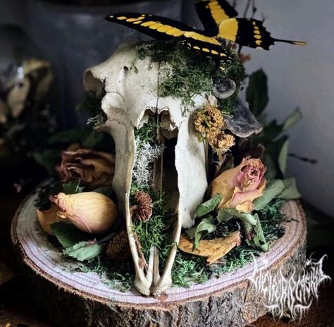 Skull Taxidermy Art, Bone Bouquet, Oddities Crafts, Oddity Terrarium, Skull Oddities, Animal Skull Art, Animal Skull Decor, Deer Skull Art, Cow Skull Decor