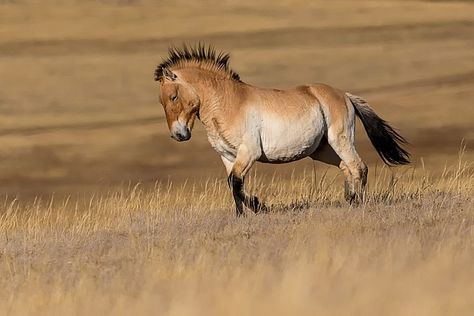 Mongolian Wild Horse, Mongolia Photography, Mongolian Horses, Przewalski's Horse, Mongolian Ger, Mongolian Horse, Rare Horse Breeds, Wild Stallion, Rare Horses