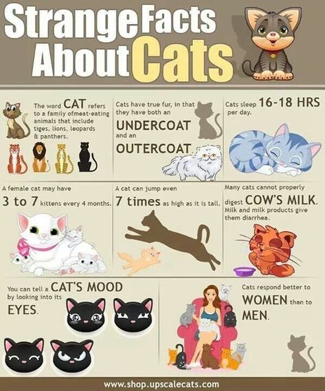 Facts about Cats, Good to know! #catcarefacts #cathealthfacts Fun Facts About Cats, Cat Infographic, Facts About Cats, Gatos Cool, Dog Training School, Word Cat, Cat Info, Cat Behavior, Cat Facts