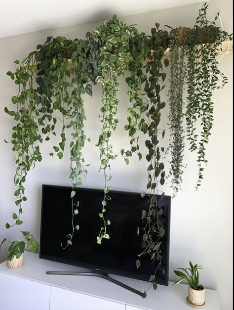 Trailing Plants Indoor, Money Plants, Wall Hanging Decorations, Indoor Plant Wall, Plants Hanging, Fake Plants Decor, Hanging Plant Wall, Plants Wall, Trailing Plants