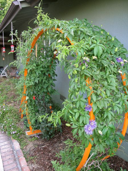 9 of the Best Plants for Trellises, Archways and Arbors.  These beautiful plants are perfect climbers for your landscape. Vine Trellis, Flower Trellis, Arbors Trellis, Diy Garden Trellis, Arch Trellis, Climbing Flowers, Outdoor Trellis, Diy Trellis, Garden Vines