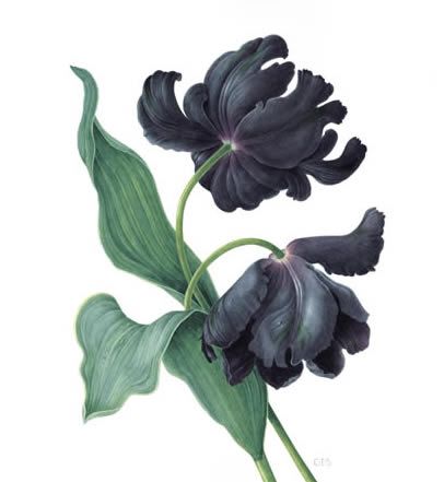 Black Parrot, Parrot Tulip, Flower Graphics, Watercolor Tulips, Parrot Tulips, Black Tulips, Hybrid Tea Roses, Botanical Illustrations, Pretty Drawings