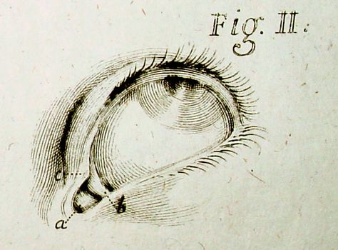 Medical illustration of an eye Eye Anatomy Drawing Medical, Old Medical Drawings, Eye Vintage Illustration, Eye Medical Illustration, Victorian Scientific Illustration, Eye Scientific Illustration, Eyeball Medical Illustration, Old Anatomy Illustration, Victorian Medical Illustration