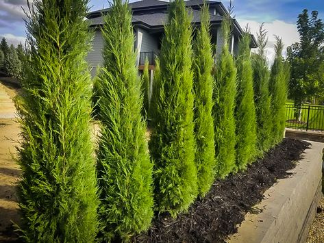 Taylor Juniper, Fast Growing Evergreens, Juniper Tree, Privacy Hedge, Columnar Trees, Privacy Landscaping, Ocean Spray, Landscape Plan, Evergreen Trees