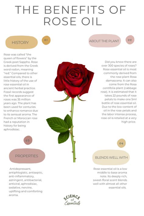 How To Make Rose Oil At Home, Prime Rose Oil Benefits, Benefits Of Rose Essential Oil, Rose Oil Uses, Rose Herb Benefits, How To Make Rose Hip Oil, Rose Tincture Benefits, Diy Rose Oil How To Make, Rose Essential Oil Uses