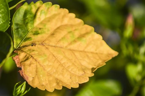 7 Reasons Why Your Hibiscus Leaves Are Turning Yellow Hibiscus Leaves Turning Yellow, Hibiscus Tree Care, Plant Leaves Turning Yellow, Hibiscus Tree, Hibiscus Leaves, Hardy Hibiscus, Yellow Hibiscus, Hibiscus Plant, Pot Plants