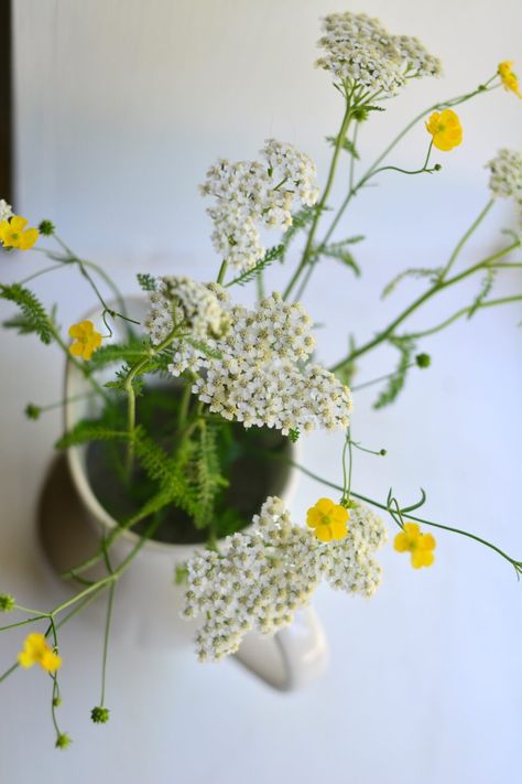 Yarrow & elderflower tea | A tea worth foraging for - Souly Rested Yarrow Tea, Medicinal Tea Blends, Elderflower Tea, Medicinal Tea, Cast Iron Recipes, Mint Tea, Steeped Tea, Life Is Tough, Fermenting