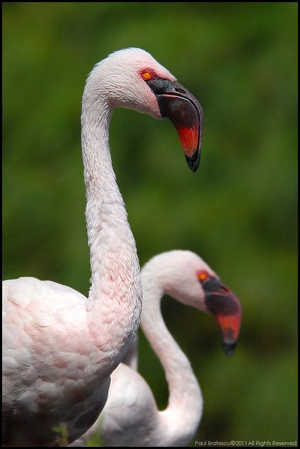 Lesser Flamingo, Hope Is The Thing With Feathers, Short Hair Tomboy, Shorebirds, Little Bird, Bird Feathers, Birdy, Beautiful Birds, Animal Photography