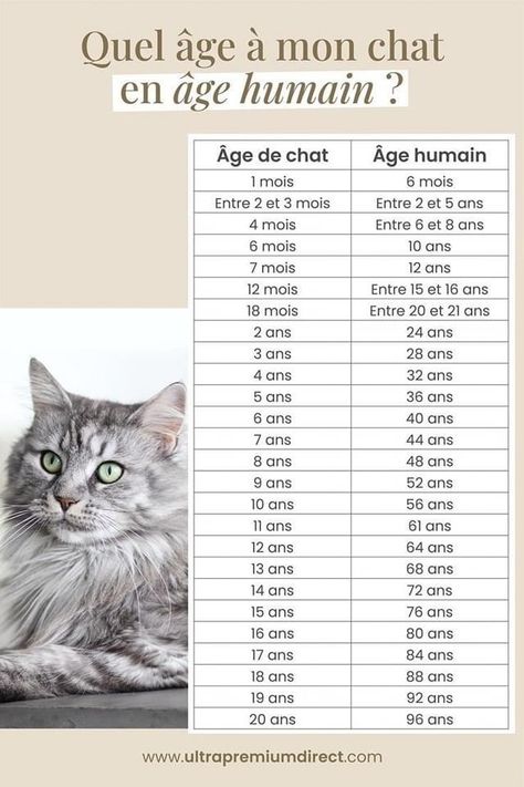 Age Chat, Beauty Blender, Maine Coon, Tabby Cat, Animals Friends, Animals And Pets, Animals