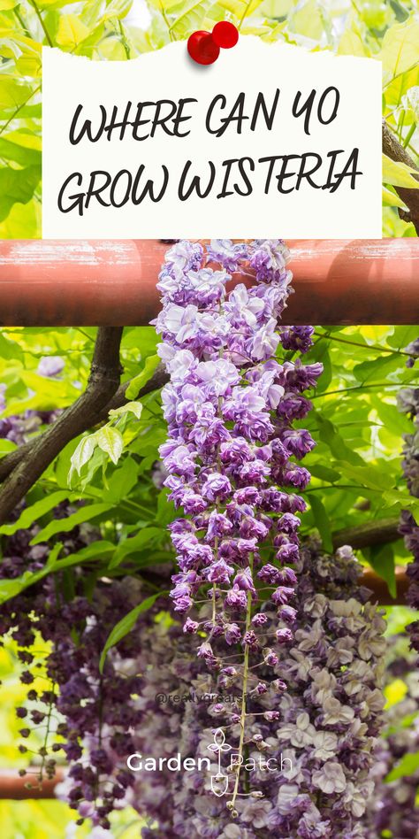 Where Can You Grow Wisteria Wisteria How To Grow, Outdoor Flowering Plants, Wisteria Trellis, Wisteria Arbor, Planting Vines, Chinese Wisteria, Wisteria Pergola, Garden Huts, Garden Trellis Ideas