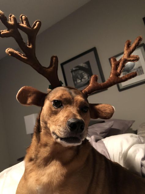 Emmy in her reindeer ears Dog Preppy, Reindeer Ears, Deer Ears, Cute Puppies Images, Reindeer Costume, Cute Puppy Wallpaper, Cute Dogs Images, Puppy Wallpaper, Puppy Images