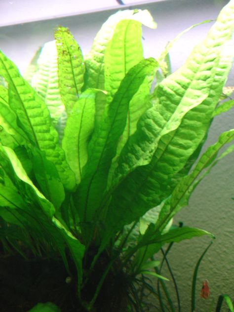 Fern Seeds, Aesthetic Aquarium, Java Fern, Aquarium Aesthetic, Freshwater Plants, Freshwater Aquarium Plants, Aesthetic Plant, Aquascape Design, Aesthetic Plants