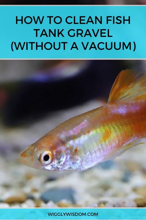 So you've figured out you need a gravel vacuum to clean your fish tank properly, but do you really need one? Here's how to clean your fish tank gravel without one! #aquarium #aquariumfish #fishtank Clean Fish Tank, Self Cleaning Fish Tank, Big Fish Tanks, How To Clean Stone, Platy Fish, Fish Tank Gravel, Tetra Fish, Fish Tank Cleaning, Aquarium Rocks