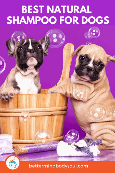 When it comes to your pets, I bet you consider them a member of your family. So why would you ignore your dog’s hygiene? They require baths and skincare, too. Just like us. Things like tick and flea bites, canine dermatitis, and more can make your pet’s life uncomfortable. A good, organic shampoo is one way to help them. But what is the best natural shampoo for dogs? This article covers everything you need to know. Check it out! #allnatural #dogs Flea Shampoo For Dogs, Body Wash Recipe, Best Dog Shampoo, Flea Shampoo, Forever Products, The Spruce, Organic Shampoo, Pet Shampoo, Diy Beauty Recipes