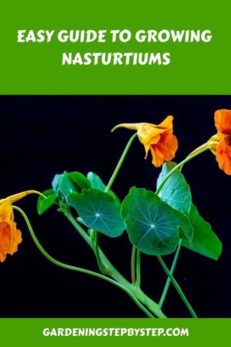 Easy guide to growing nasturtiums with vibrant orange flowers and green leaves. Nasturtium Hanging Basket, Nasturtium Growing, Nasturtium Garden, Nasturtium Flowers, Summer Punch, Growing Tips, Perennial Garden, Balcony Garden, Trees And Shrubs