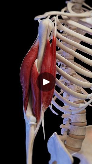 2.3K views · 140 reactions | ℹ️ The bicipital aponeurosis, biceps brachii, brachialis, and the lateral head of the triceps brachii are key components of the upper arm's anatomy. Here's a concise overview:

Bicipital Aponeurosis:
 - A broad aponeurosis from the biceps brachii tendon.
 - Inserts into the forearm fascia and ulna.
 - Protects the brachial artery and median nerve, aiding force transfer from the biceps.

Biceps Brachii:
 - Has two heads: long (from the supraglenoid tubercle) and short (from the coracoid process).
 - Inserts on the radial tuberosity and forearm fascia.
 - Functions include elbow flexion and forearm supination.

Brachialis:
 - Located beneath the biceps brachii.
 - Originates from the anterior humerus and inserts on the ulna.
 - Primary flexor of the elbow 

Later Brachial Artery, Triceps Brachii Muscle, Animated Anatomy, Arm Anatomy, Biceps Brachii, Median Nerve, Forearm Muscles, Bicep Muscle, Human Body Anatomy