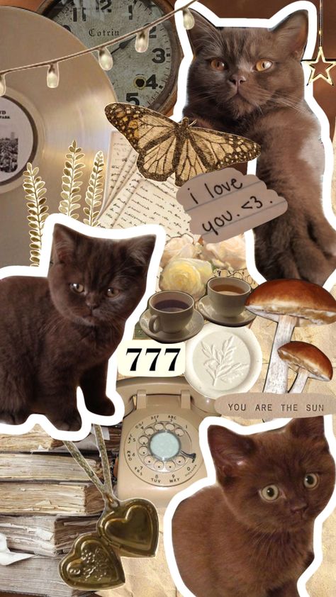 Brown Cat Aesthetic, Cat Moodboard, Brown Coquette, Cat Collage, Lovecore Aesthetic, Moodboard Aesthetic, Aesthetic Cat, Writing Therapy, Brown Cat