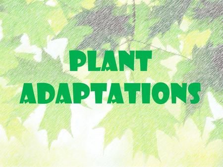 Structural Adaptations, Australian Christmas Tree, Plant Adaptations, Corpse Flower, Science Board, Animal Adaptations, Identify Plant, Berry Plants, Boreal Forest