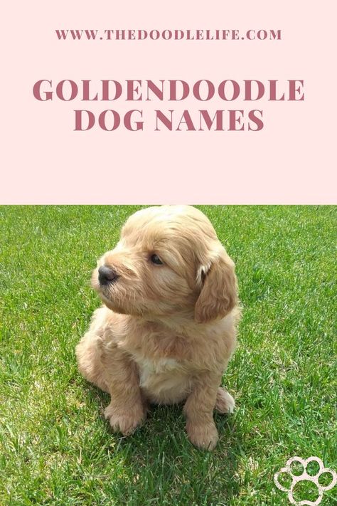 Goldendoodle Dog Names You will Love. | Goldendoodle puppy sitting in the grass #goldendoodle #miniaturegoldendoodle #goldendoodlepuppy #goldendoodlenames #goldendoodlegirlnames #goldendoodleboynames #dognames #namesfordog #namesforgoldendoodlepuppy #namesforgoldendoodles Cute Golden Doodle Names, Golden Doodle Puppy Names, Goldendoodle Names Female, Goldendoodle Full Grown, Doodle Tips, Micro Goldendoodle, Chocolate Goldendoodle, One Syllable Girl Names, White Goldendoodle