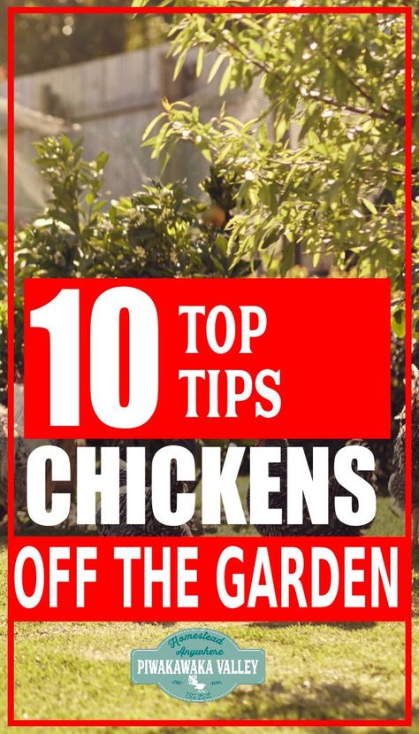 Protect Garden From Chickens, Crop Production And Management, Farm Hacks, Self Sufficiency, Growing Your Own Food, Beginner Gardening, Chicken Tractors, Backyard Farm, Chicken Owner