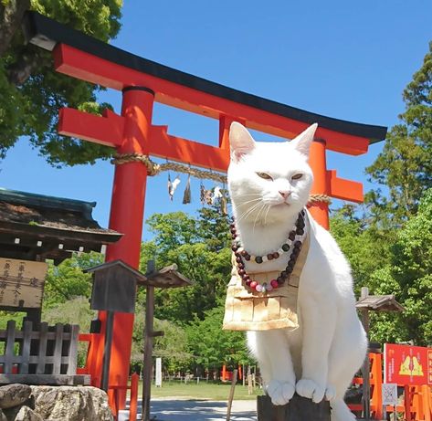 Japan Has A Cat Shrine Complete With A Cat Monk And Cat Assistants - Cheezburger - Funny Memes | Funny Pictures Cat Shrine Japan, Japan Shrine Aesthetic, Cat Island Japan, Cats In Japan, Cat Shrine, Japan Animals, Cat Building, Japan Shrine, Cheezburger Funny