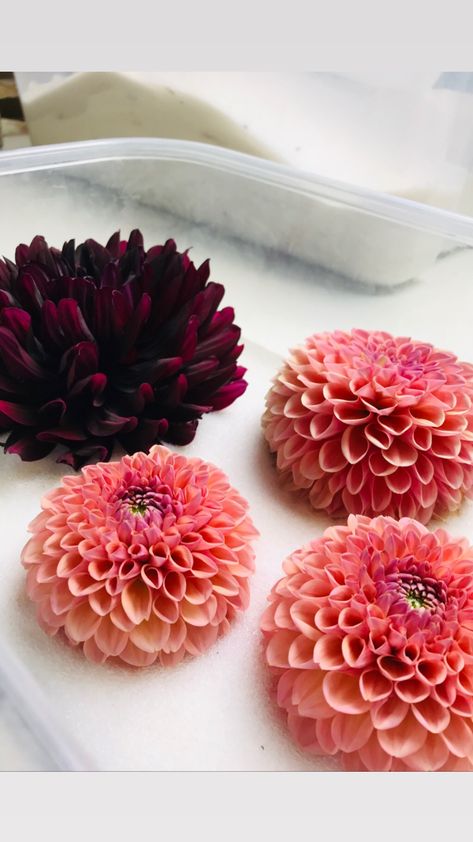 Drying Dahlia Flowers, Dried Dahlia Flowers, Flower Drying, Preserving Flowers, Preserve Flowers, Crafty Witch, Drying Flowers, Flower Projects, Wedding Bouquet Preservation