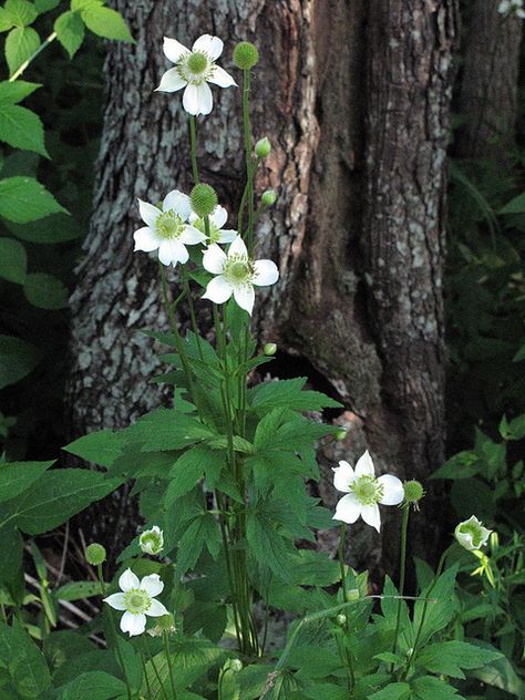 Anemone virginiana, Thimbleweed, Pocohontas County, West Virginia | Flickr - Photo Sharing! Biodiverse Lawn, Anemone Virginiana, Green Things, Forest Flowers, Wild Flower, Water Plants, Flower Field, Native Plants, Anemone