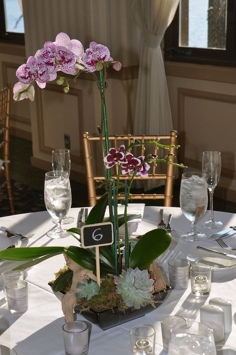 Orchids As Centerpieces, Live Plant Centerpieces Wedding, Orchid Table Centerpiece, Orchid And Greenery Centerpiece, Orchid Wedding Centerpieces, Orchid Plant Centerpiece Wedding, Wedding Table Decorations Orchid, Orchid Centrepiece Wedding, Orchid Centrepiece