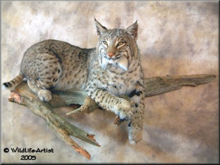 Lets See Awesome! Bobcat mounts - 2CoolFishing Bobcat Taxidermy, Pet Bobcat, Bobcat Mounts, Hide Tanning, Beaver Pelt, Deer Mount Ideas, Deer Hunting Decor, Taxidermy Decor, Fish Mounts