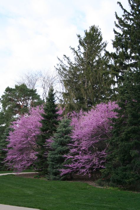 Redbud | Nebraska Forest Service Eastern Redbud Tree, Eastern Redbud, Redbud Tree, Dream Landscape, Red Bud, Planting Shrubs, Native Garden, Forest Service, Yard Work