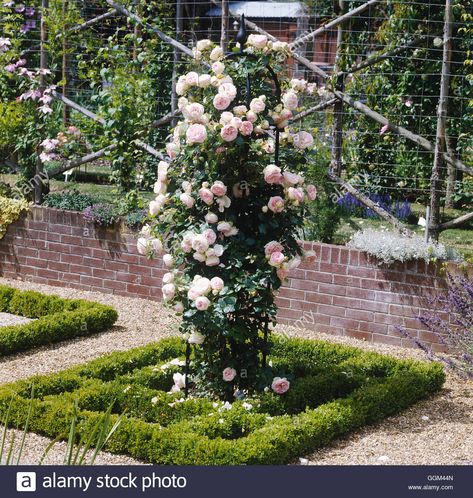 Rosa - `Eden Rose '88' up obelisk (Climber) RCL067987 Stock Photo, Royalty Free Image: 113539013 - Alamy Climbing Rose Obelisk, Rose Obelisk, Obelisk Ideas, Rose Garden Ideas, Austin Garden, Rose Garden Wedding, Cottage Garden Roses, Wedding Cottage, Front Door Plants