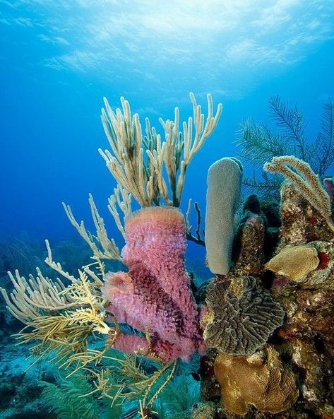 40 Wonders of the Coral Reef ... Feather Starfish, Great Barrier Reef Diving, Napoleon Fish, Blue Ringed Octopus, Ringed Octopus, Tamarindo Costa Rica, Sea Wedding, Coral Garden, Underwater Photographer