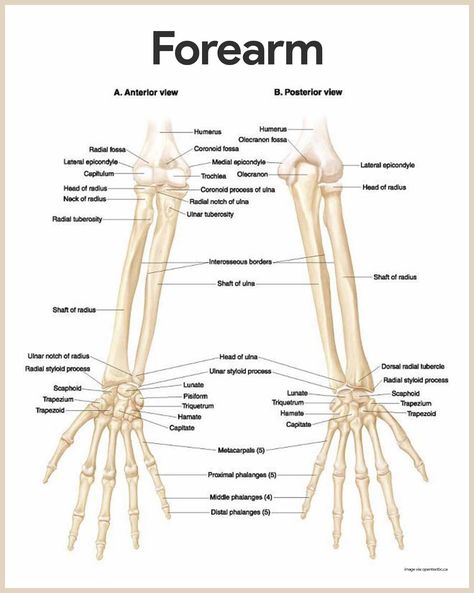 Forearm Anatomy-Skeletal System Anatomy and Physiology for Nurses    https://nurseslabs.com/skeletal-system/ Forearm Anatomy, Skeletal System Anatomy, Human Skeletal System, Human Skeleton Anatomy, Anatomy Bones, Skeleton Anatomy, Basic Anatomy And Physiology, Aircraft Mechanics, Interactive Science