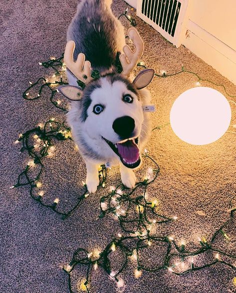 Christmas Husky, Red Siberian Husky, Husky Christmas, Husky Lover, Siberian Husky Dog, My Husky, Cute Dog Pictures, Husky Dogs, Dog Sledding