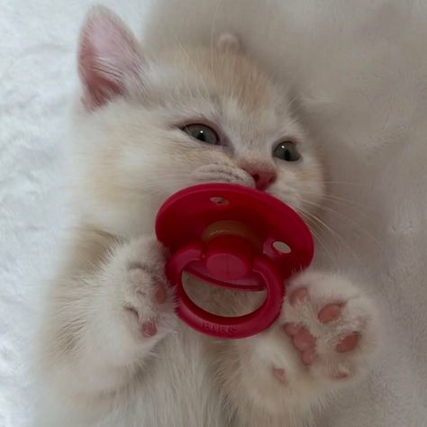 Cat With Pacifier, Dogs Silly, Funniest Pics, Cats Pictures, Silly Cats Pictures, Baby Kittens, Cute Cat Gif, Better Days, Silly Animals