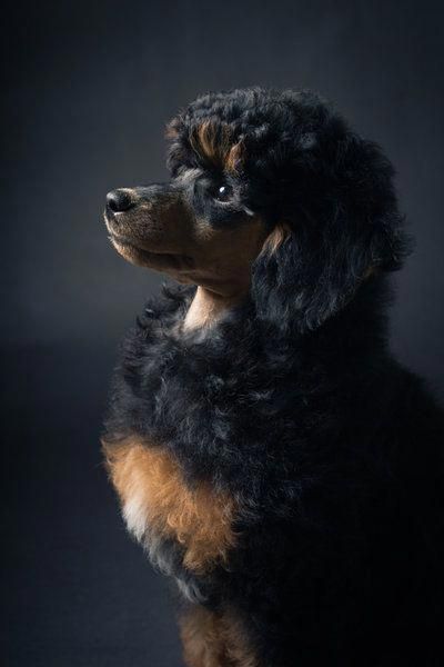 Phantom Poodle, Brown Poodle, Poodle Hair, Grooming Business, Poodle Cuts, Pretty Poodles, Poodle Grooming, Rottweiler Puppies, Miniature Poodle