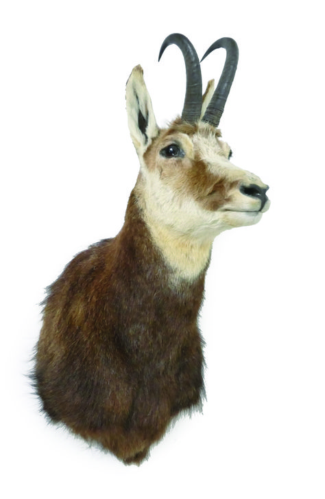 A chamois taxidermy trophy head mount by O'Rouke's Taxidermy Services. Realised: $150 / MAD on Collections - Browse and find over 10,000 categories of collectables from around the world - antiques, stamps, coins, memorabilia, art, bottles, jewellery, furniture, medals, toys and more at madoncollections.com. Free to view - Free to Register - Visit today. #Taxidermy #MADonCollections #MADonC Trophy Head, Taxidermy, Old Photos, Art History, New Zealand, Around The World, The Past, Auction, Collectibles