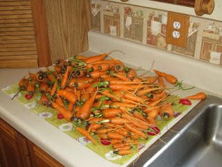 Storing Carrots, How To Store Carrots, Store Food, Cold Room, Basic Knowledge, Cold Storage, How To Store, Nuclear Power, Preserving Food