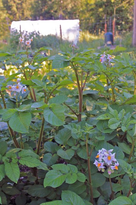 Potato Flowers, Potato Flower, Potatoes In Containers, Fall Vegetables To Plant, Grow Potatoes In Container, Container Potatoes, Grow Potatoes, Indoor Flowering Plants, Organic Pesticide