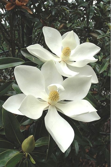 Southern Magnolia Tree, Magnolia Grandiflora, Southern Magnolia, Magnolia Tree, Magnolia Trees, Tree Free, Magnolia Flower, Fragrant Flowers, Large Plants