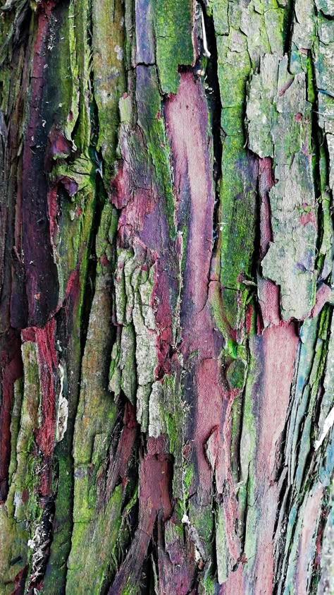 Abstract Nature Photography, Organic Patterns In Nature, Decaying Nature, Lesley Richmond, Rotting Tree, Symmetry In Nature, Texture In Nature, Pattern In Nature, Textures In Nature