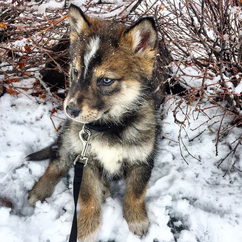 Shalom Shepherd - Native American Indian Dog and German Shepherd mix. Native American Dog, Native American Indian Dog, American Indian Dog, Indian Dog, German Shepherd Mix, American Dog, Wolf Dog, German Shepherd Dogs, Baby Dogs