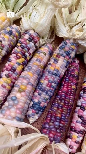 Gem Corn, Glass Gem Corn, Indian Corn, Corn Plant, Growing Veggies, Food Fantasy, Diy Jar Crafts, Glass Gems, Fruit And Veg