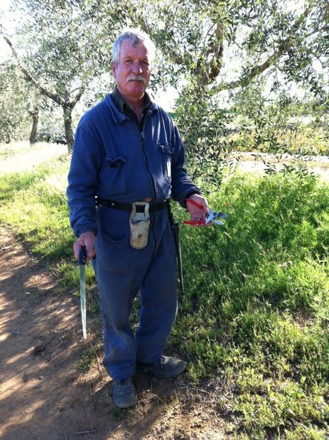 Franco Olive Grower from Tuscany with Pruning Tools Pruning Olive Trees, Orchard Tree, Pruning Tools, Tree Pruning, Olive Trees, Olive Tree, Tuscany, Olive Oil, Trees