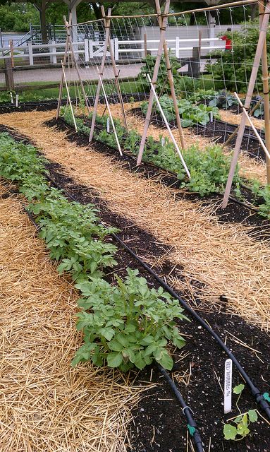 Potager Fence, Green Bean Trellis, Bean Trellis, Tiny Garden Ideas, Small Vegetable Gardens, Trellis Ideas, Bamboo Poles, Homestead Gardens, Container Gardening Flowers