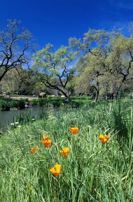 plants and trees to plant by creek beds to stop erosion and provide a natural habitat for amphibians Large Pond, Arrange Flowers, Endangered Wildlife, Erosion Control, Creek Bed, X Picture, River Bank, California Poppy, Types Of Soil