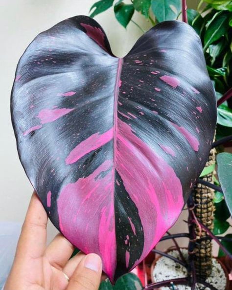 Philodendron Care Tips, Pink Leaf Plant, Pink Princess Philodendron, Philodendron Care, Princess Philodendron, Philodendron Pink Princess, Plant Care Houseplant, Growing Plants Indoors, Pink Plant